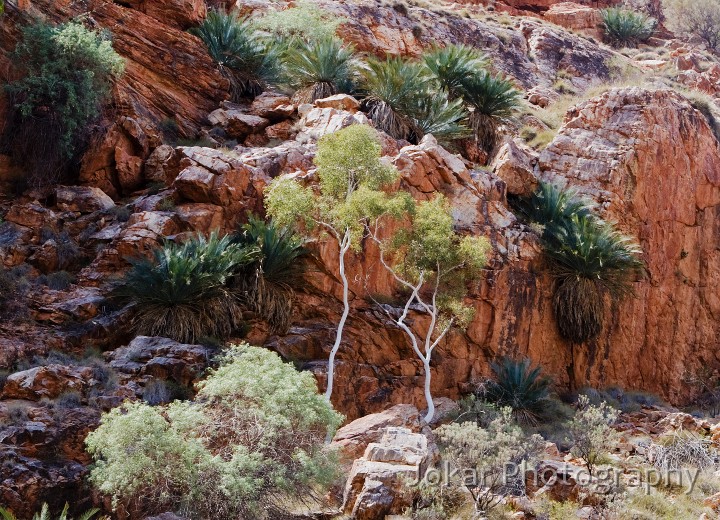 Ormiston Gorge_20070913_029.jpg